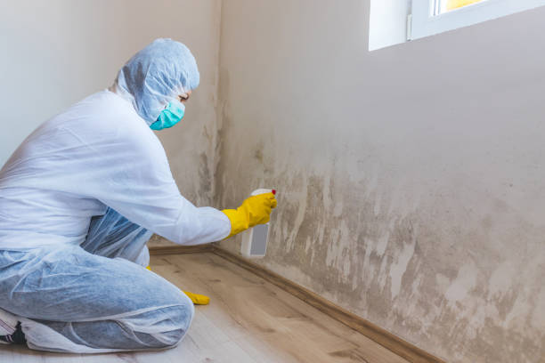 Licensed Basement Mold Remediation service in Rockton, IL - WQB Mold Removal