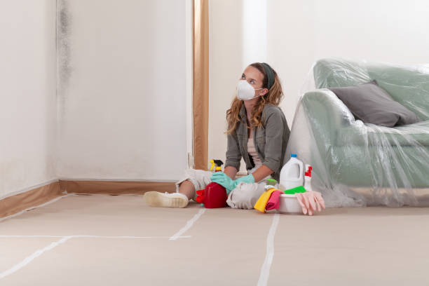 Reliable Basement Mold Remediation contractor in Rockton, IL by WQB Mold Removal